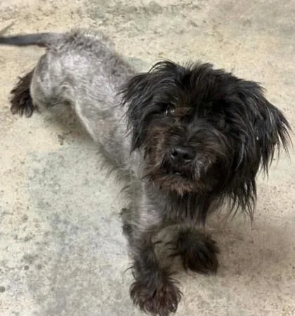 An adult medium-sized male Shih Tzu dog named Flashy Frank for adoption in Lampasas, TX