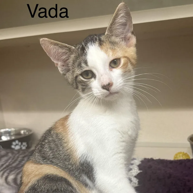 A baby medium-sized female Buff & White Domestic Short Hair cat named Vada for adoption in Ulster, PA