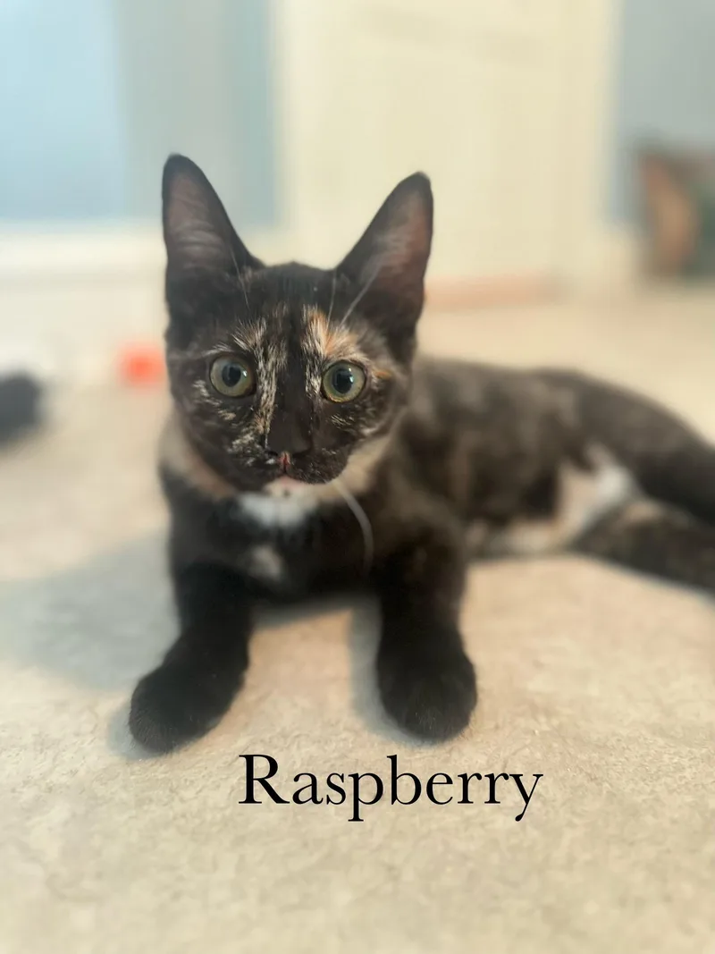 A baby medium-sized female Tortoiseshell Domestic Short Hair cat named Raspberry for adoption in Cincinnati, OH