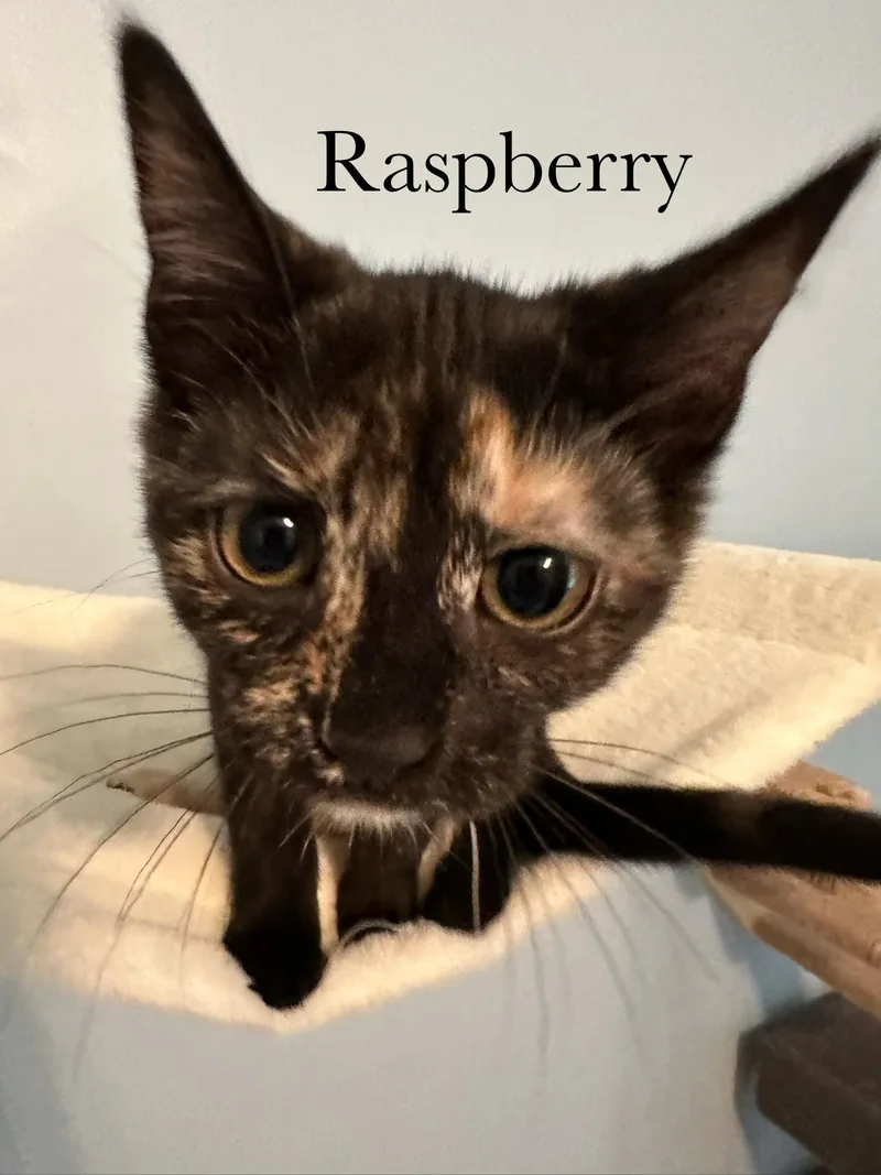 Raspberry thumbnail 2