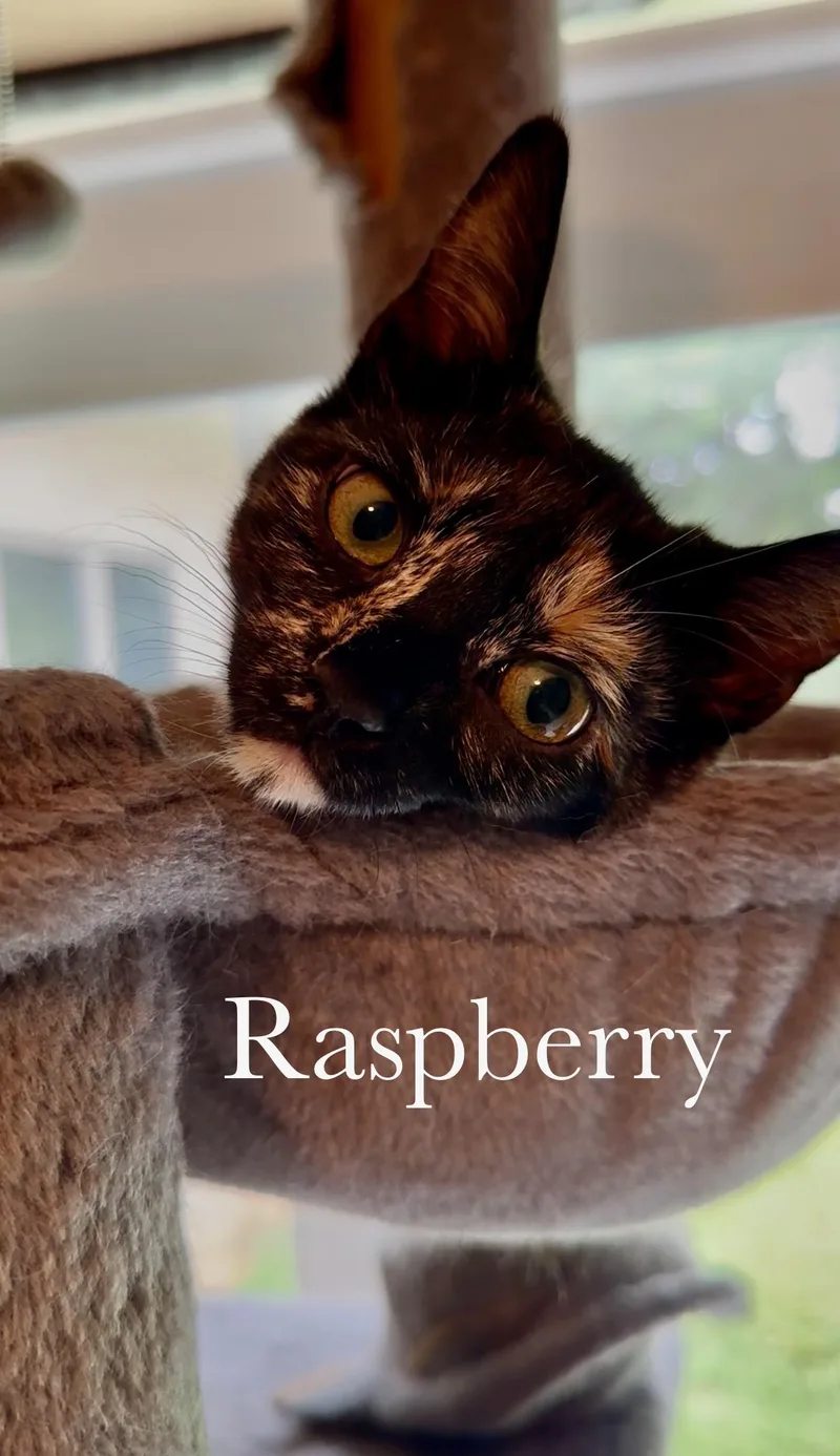 Raspberry thumbnail 3