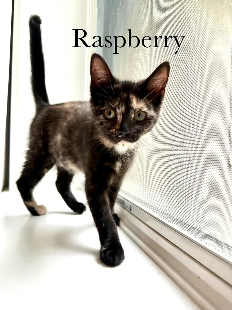 Raspberry thumbnail 4