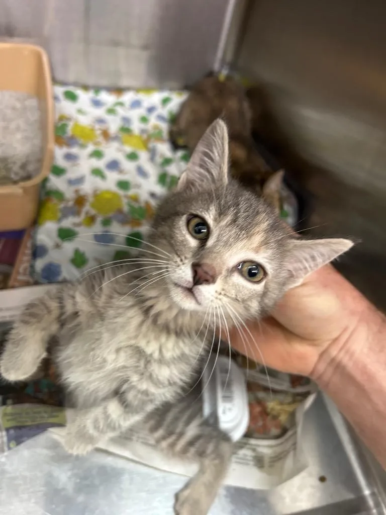 A baby large-sized female Domestic Short Hair cat named Grey for adoption in Bryan, OH