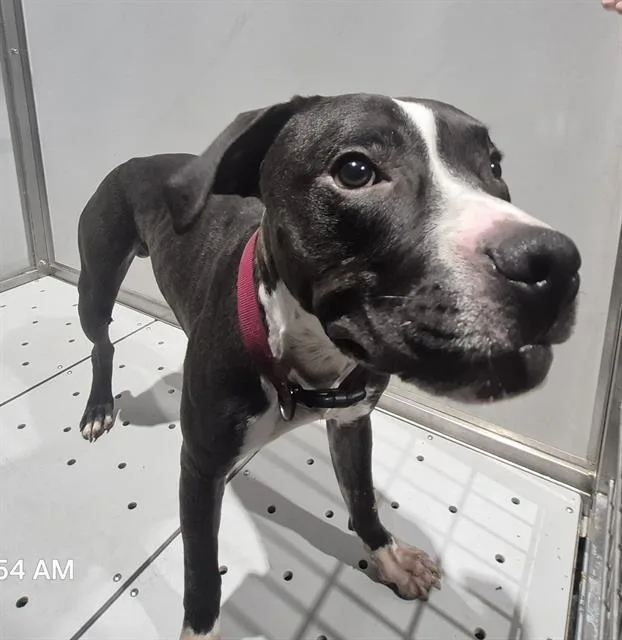 A young medium-sized male American Staffordshire Terrier dog named Willis for adoption in San Antonio, TX