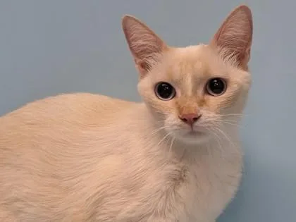 An adult small-sized female Domestic Short Hair cat named Mama Bear for adoption in Coon Rapids, MN