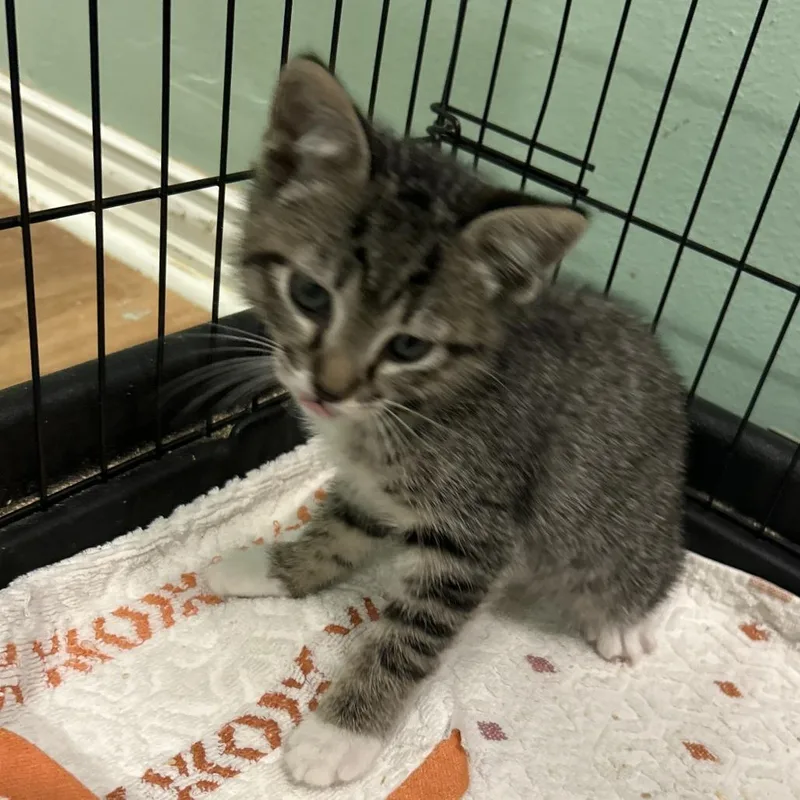 A baby small-sized male Black Domestic Short Hair cat named Wombo for adoption in Leander, TX