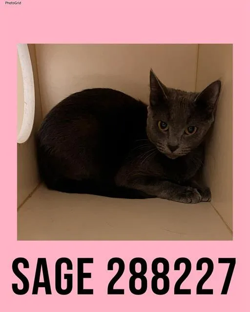 A young large-sized female Domestic Short Hair cat named Sage for adoption in Macon, GA