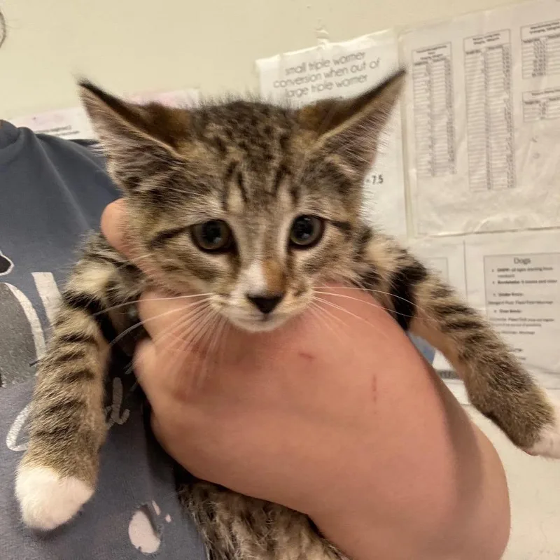A baby small-sized male Gray / Blue / Silver Domestic Medium Hair cat named Macho Nacho for adoption in Charleston, WV