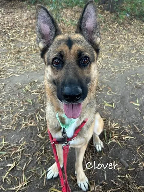 Clover
