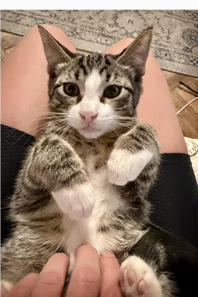 A baby medium-sized male Domestic Short Hair cat named Java & Bellini for adoption in Brooklyn, NY