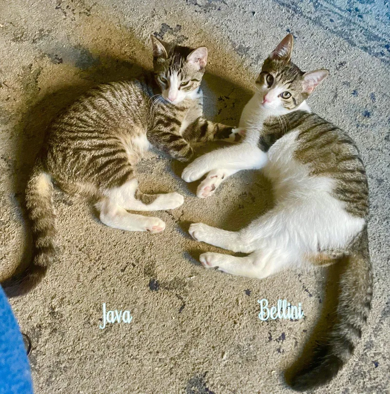 Java & Bellini thumbnail 2