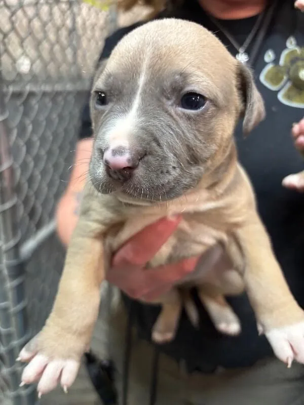 A baby small-sized male Brown / Chocolate Pit Bull Terrier dog named Jasper for adoption in Supply, NC