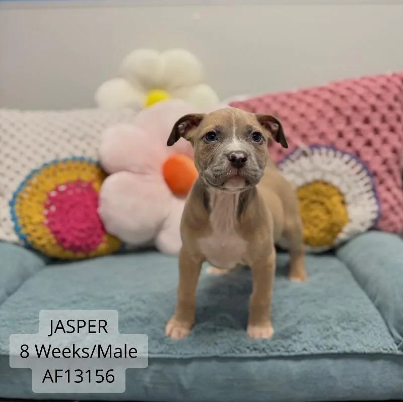 Jasper thumbnail 2