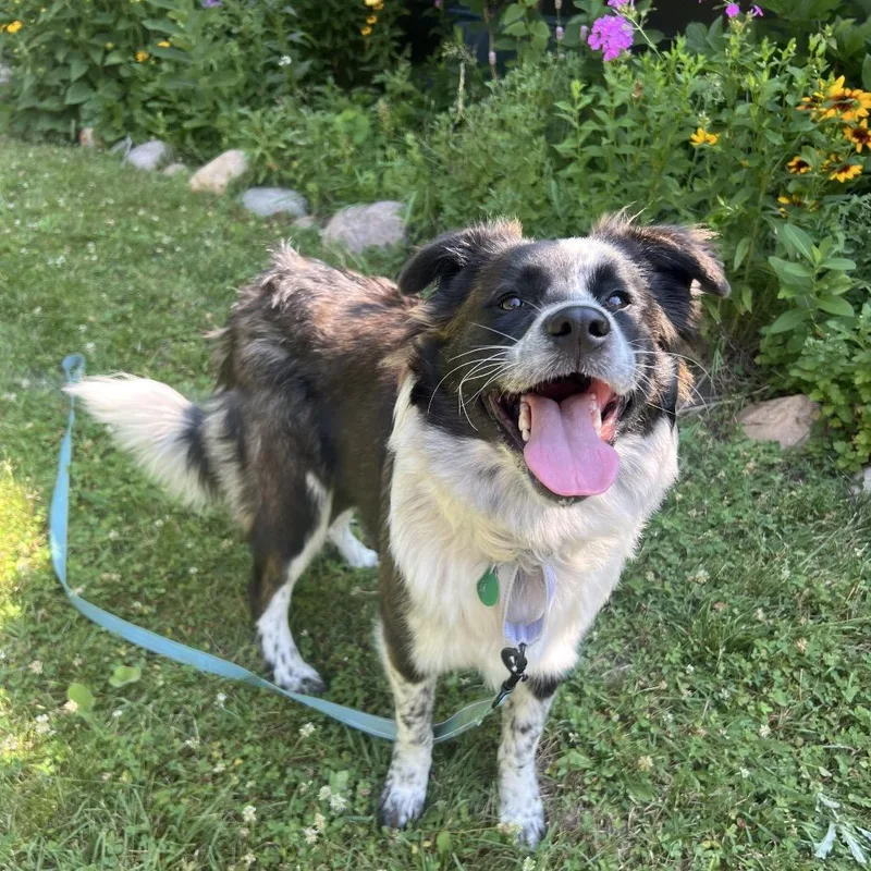 A young small-sized female Black Mixed Breed dog named Hayden for adoption in Buffalo, MN