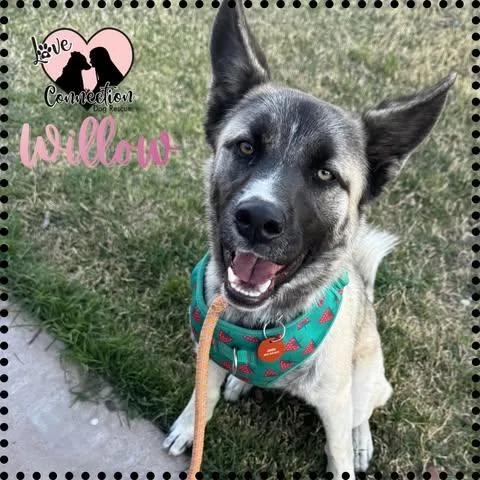 A baby medium-sized female Black Shepherd dog named Willow for adoption in Gilbert, AZ