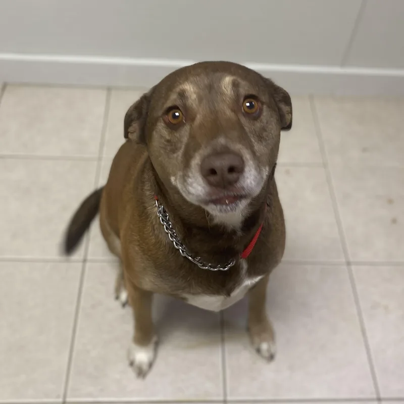 An adult medium-sized female Brown / Chocolate Mixed Breed dog named Dixie for adoption in Elyria, OH