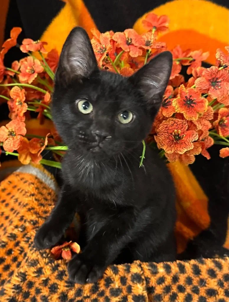 A baby small-sized female Domestic Short Hair cat named Grumpy for adoption in Stillwater, OK
