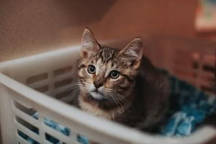 A young small-sized male Domestic Short Hair cat named A Rufus for adoption in North Charleston, SC