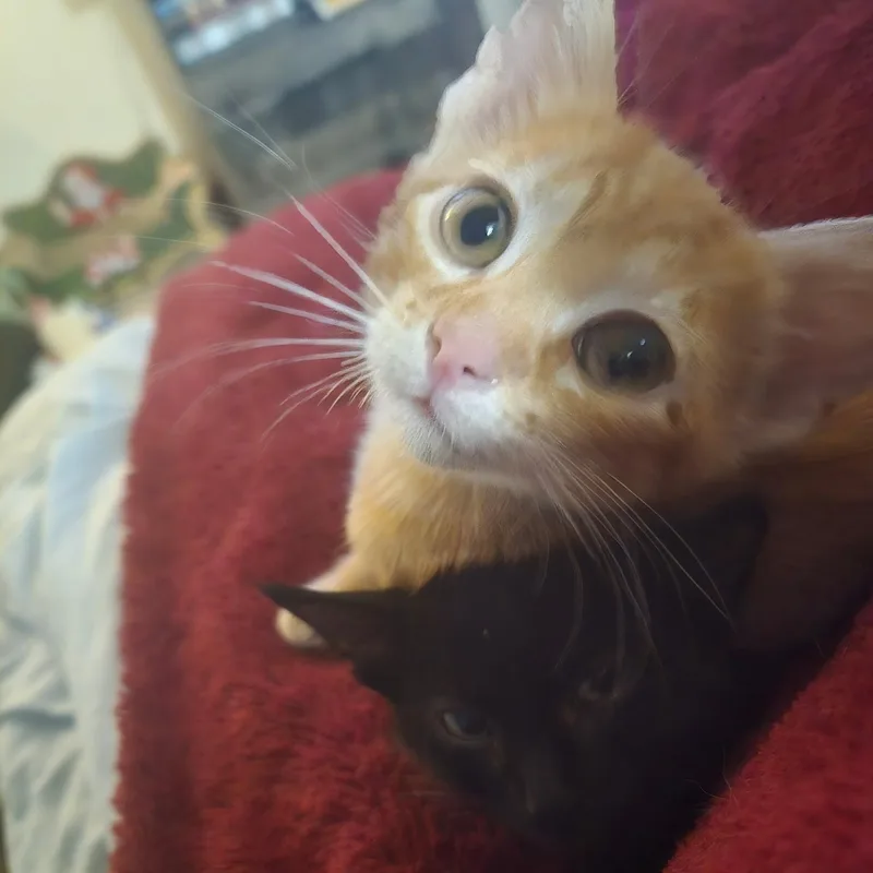 A baby medium-sized male Orange / Red Domestic Short Hair cat named Swiper for adoption in Sauk City, WI