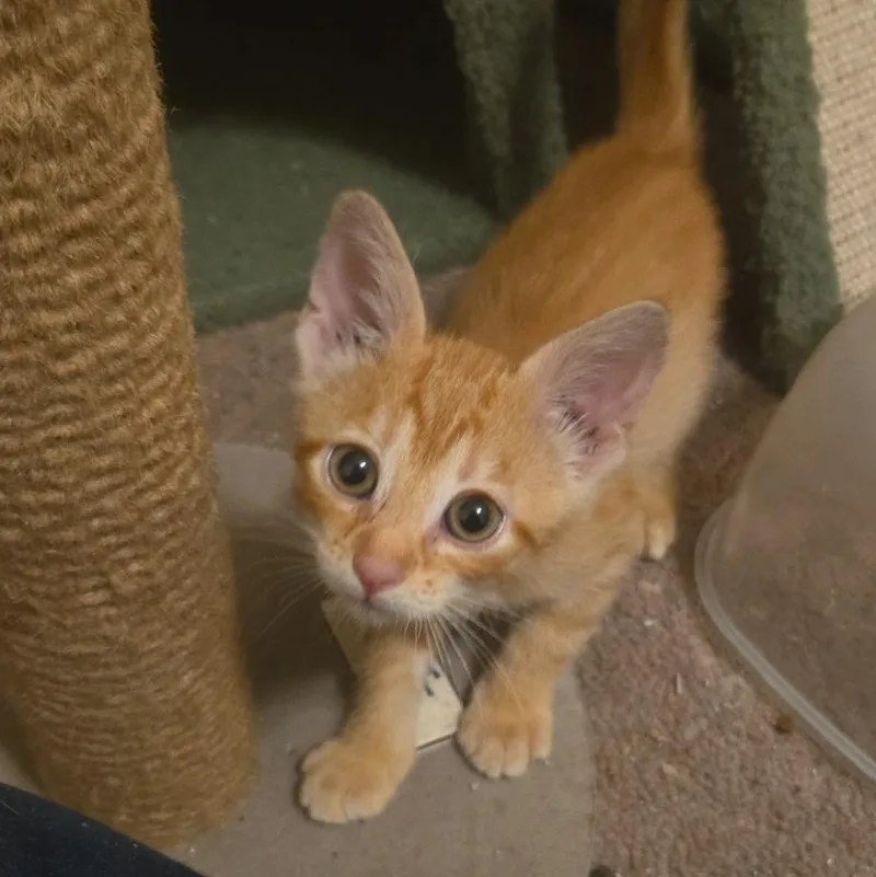 Swiper thumbnail 2