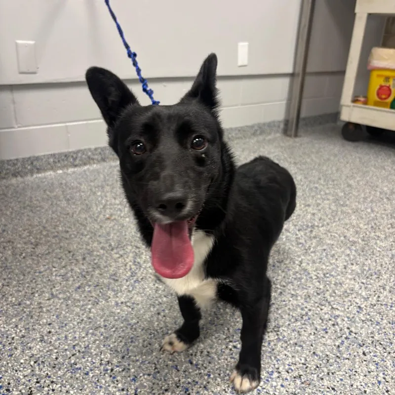 An adult small-sized male Mixed Breed dog named Douglas for adoption in Greenville, SC