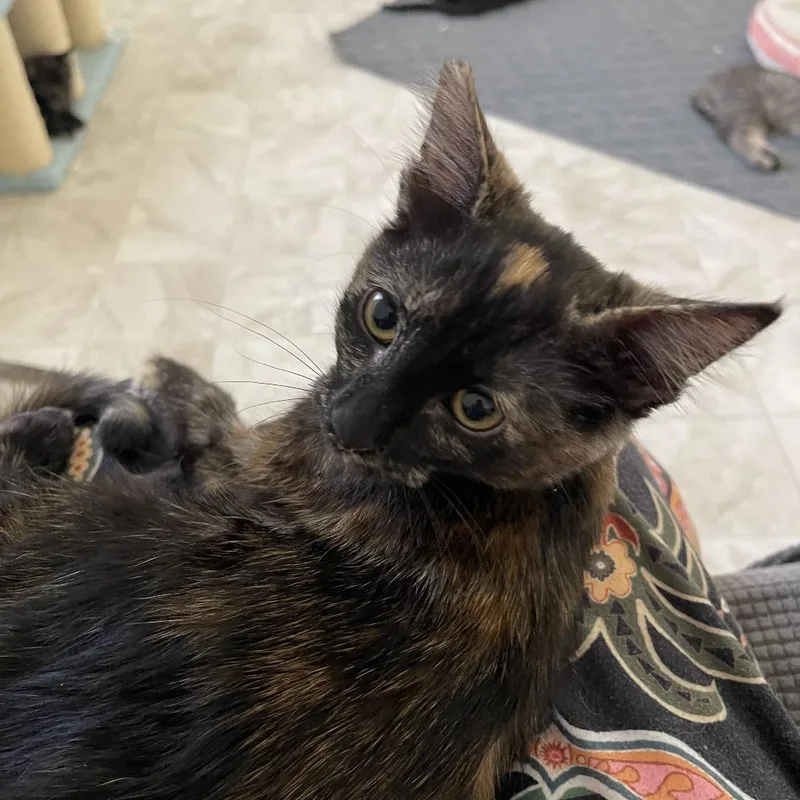 A baby small-sized female Tortoiseshell Domestic Short Hair cat named Dixie for adoption in Las Vegas, NV