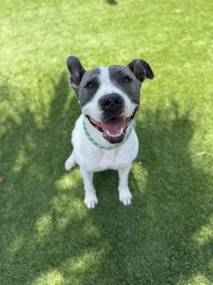 An adult large-sized female Pit Bull Terrier dog named Diamond for adoption in Daytona Beach, FL