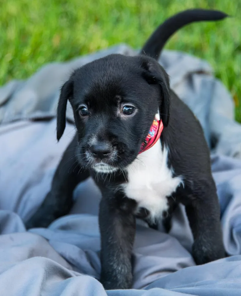 A baby large-sized female Goldendoodle dog named Glory for adoption in Marietta, GA