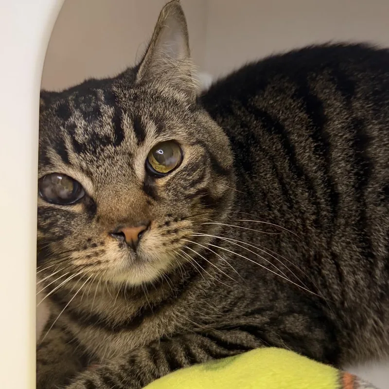 An adult medium-sized female Domestic Short Hair cat named Fifi for adoption in Los Angeles, CA