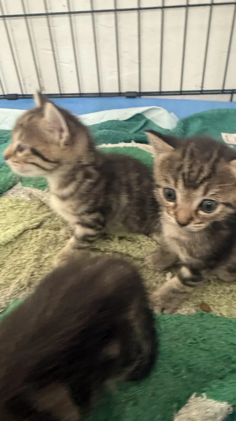 A baby small-sized male Tabby (Buff / Tan / Fawn) Domestic Short Hair cat named Garnet for adoption in Sherman Oaks, CA