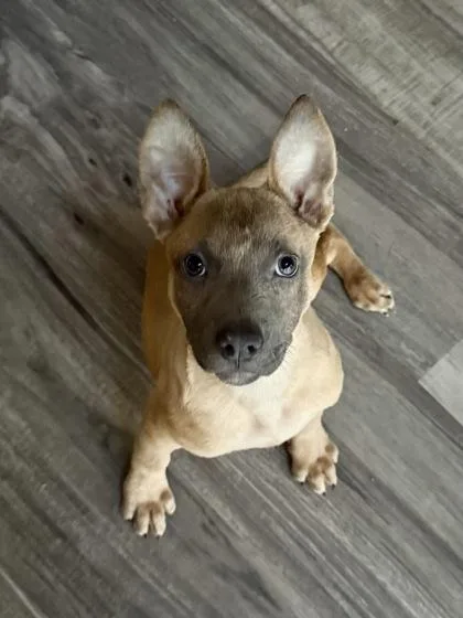 A baby medium-sized female Black Mouth Cur dog named Lisa for adoption in Picayune, MS
