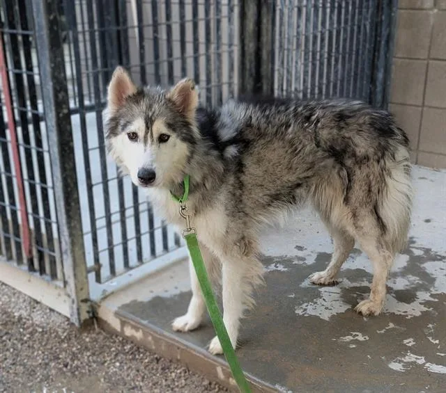 An adult large-sized female Siberian Husky dog named Freya for adoption in Tucson, AZ