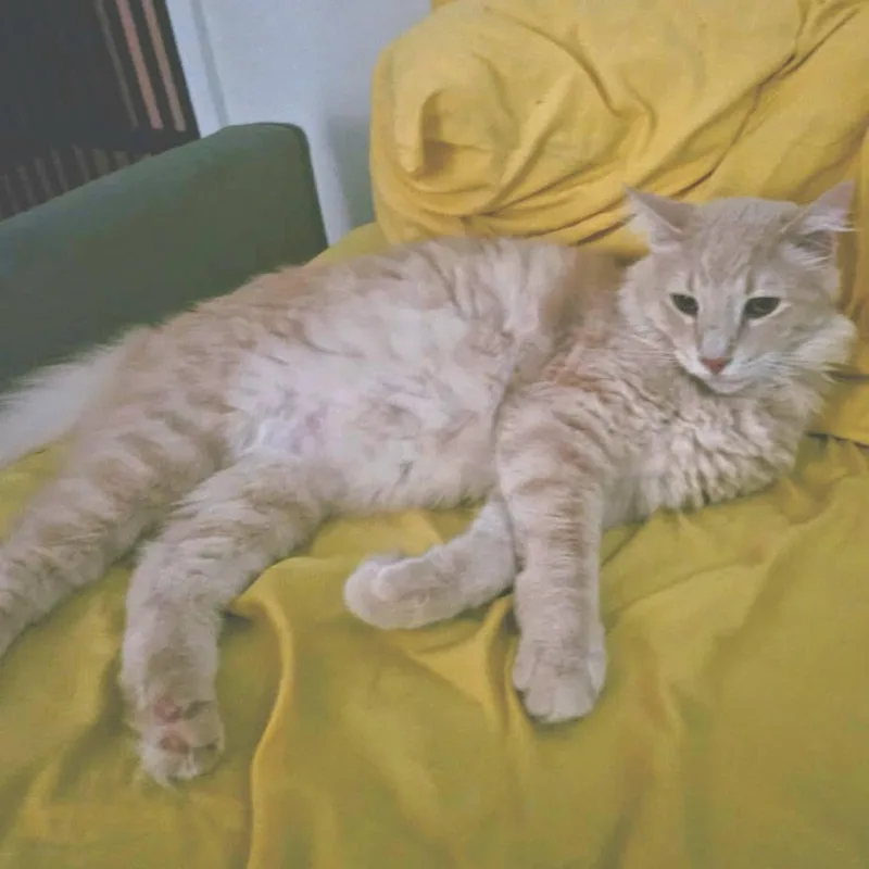 Alistair thumbnail 4