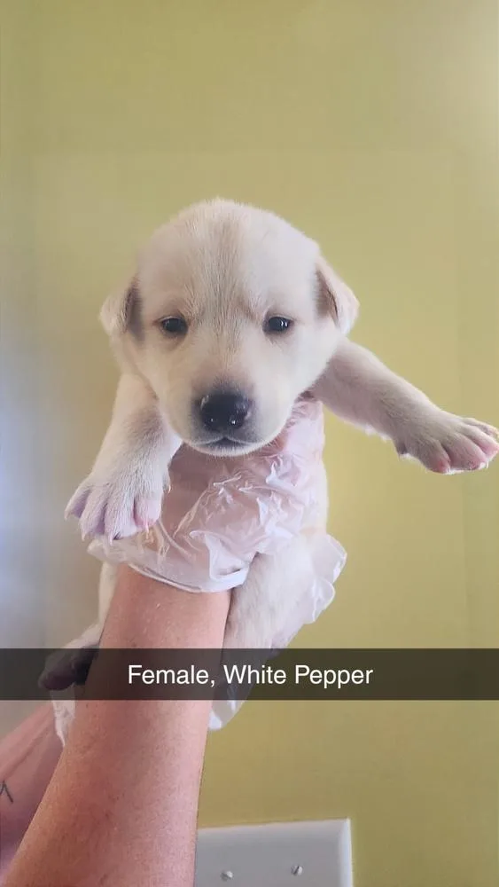 White Pepper thumbnail 2