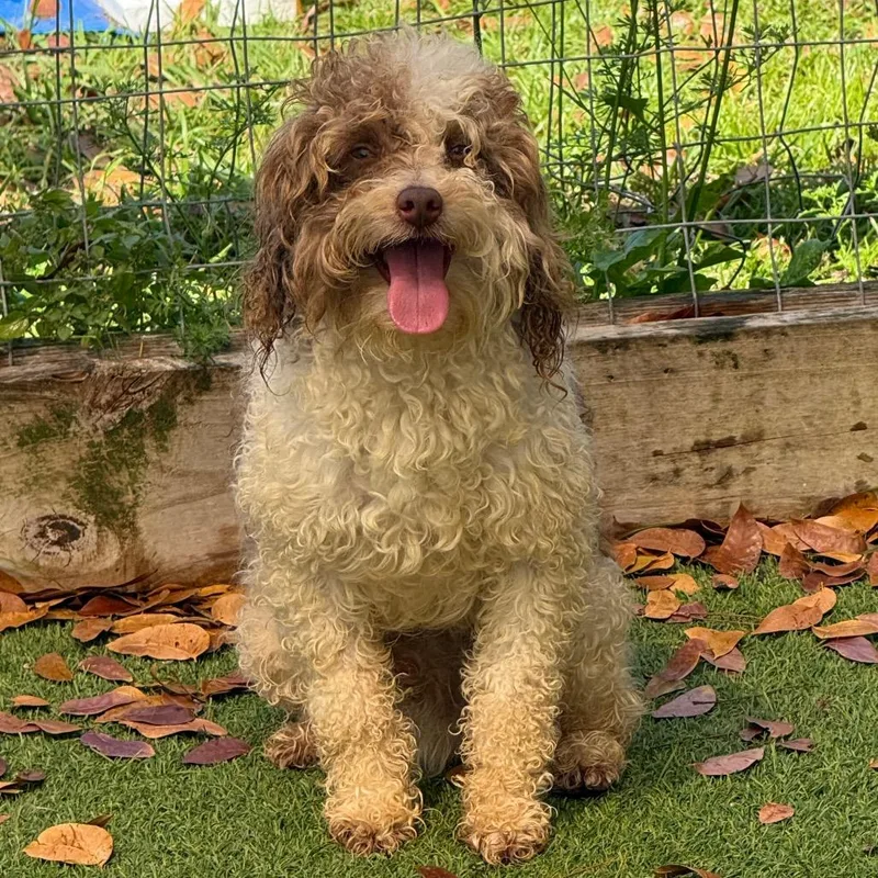 An adult small-sized male Brown / Chocolate Poodle dog named Goose for adoption in LOXAHATCHEE, FL