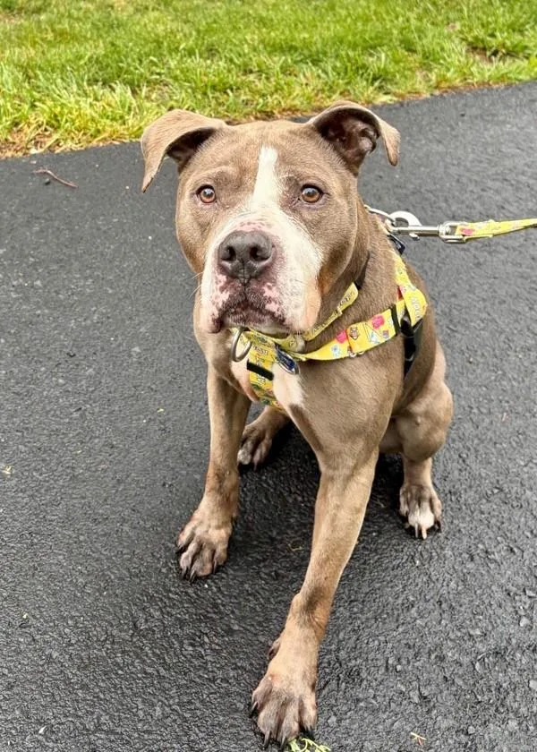 An adult medium-sized female Pit Bull Terrier dog named Lorelei for adoption in Skillman, NJ