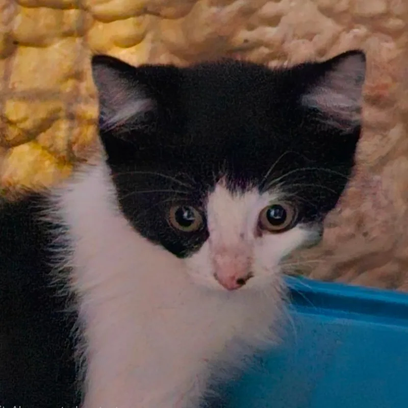 A baby small-sized female Domestic Short Hair cat named Tang for adoption in Park Falls, WI
