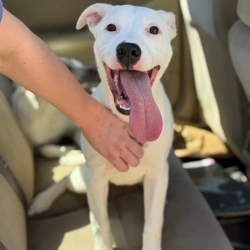 A baby small-sized female White / Cream Pit Bull Terrier dog named Pickle for adoption in Fort Smith, AR