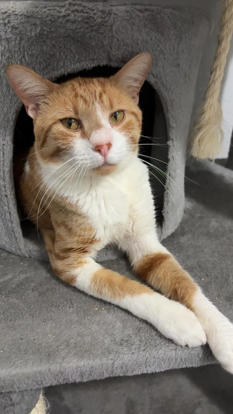 An adult medium-sized male Orange & White American Shorthair cat named Barry for adoption in Wadsworth, IL