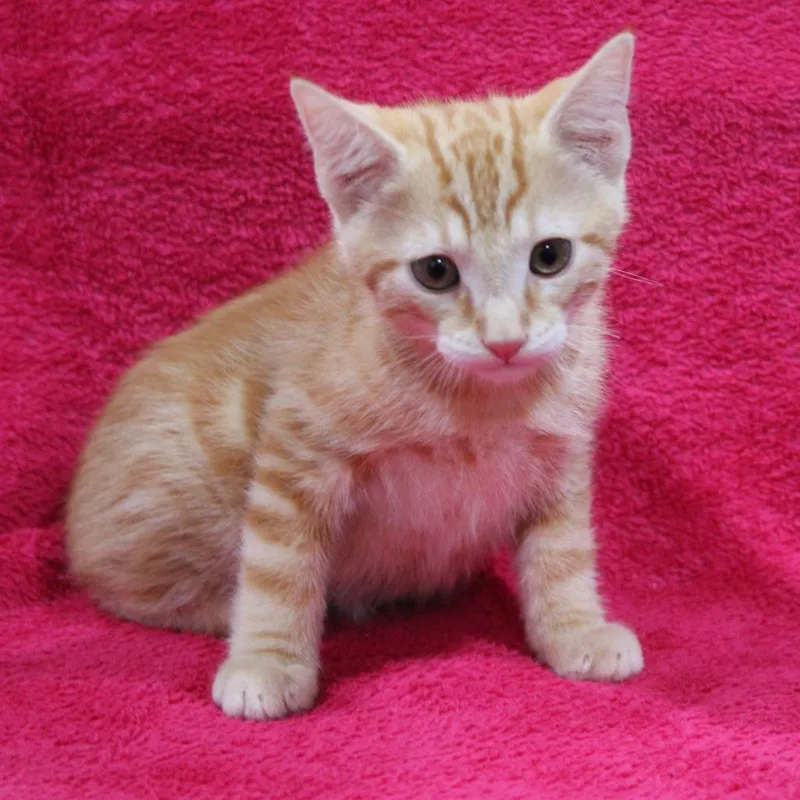 A baby medium-sized male Domestic Medium Hair cat named Jeremiah for adoption in Vacaville, CA