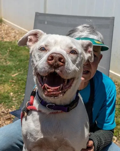 A senior large-sized female Mixed Breed dog named Nyssa for adoption in Chamblee, GA