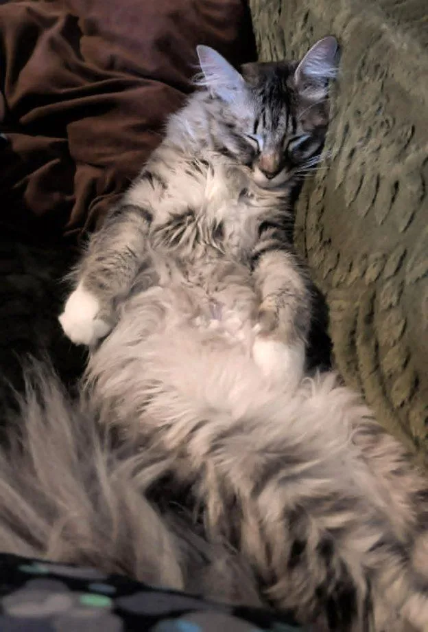 A young medium-sized female Tabby (Gray / Blue / Silver) Domestic Long Hair cat named Macademia for adoption in Anchorage, AK