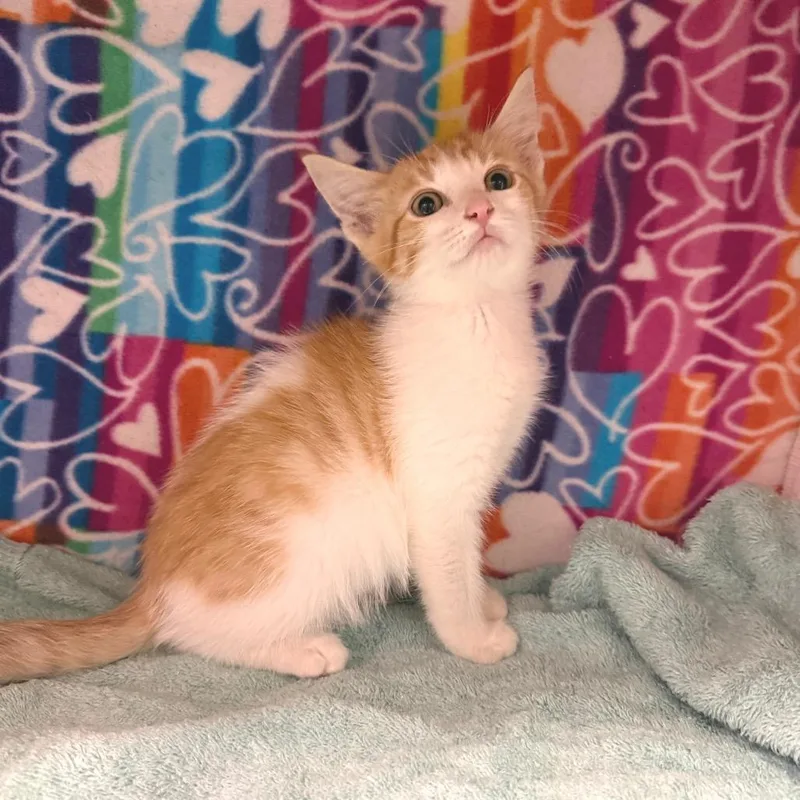 A baby small-sized male Orange / Red Domestic Short Hair cat named Ferdinand for adoption in Naples, FL