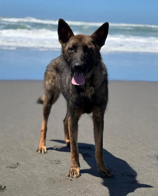 A young medium-sized male Belgian Shepherd / Malinois dog named Roy for adoption in Fairfield, CA
