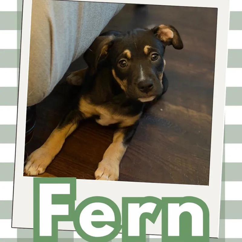 Fern thumbnail 4