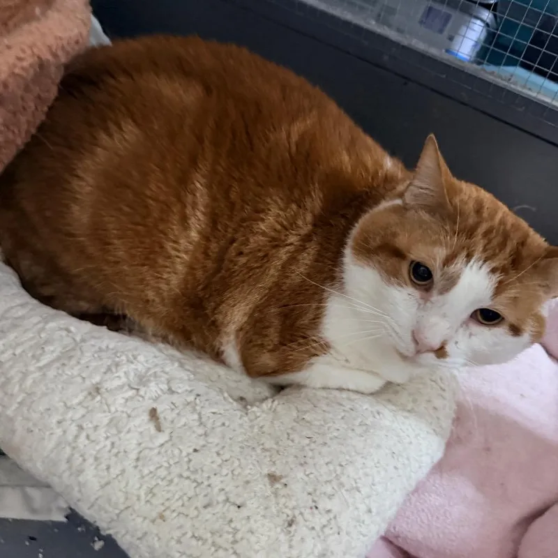 An adult small-sized male White Domestic Short Hair cat named Bentley for adoption in Nokesville, VA