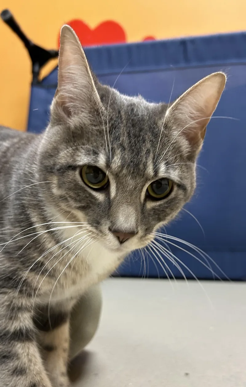 A young medium-sized female Tabby (Gray / Blue / Silver) Domestic Short Hair cat named Mittens for adoption in Bellingham, WA