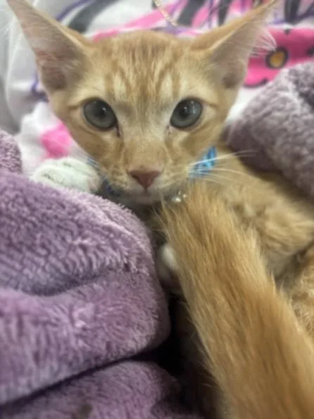 A baby small-sized male Domestic Short Hair cat named Friday for adoption in Van Nuys, CA
