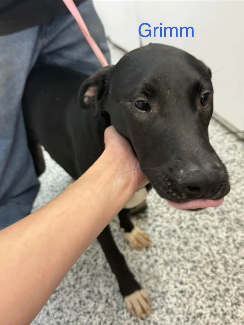 An adult large-sized male Pointer dog named Grimm for adoption in Fayetteville, WV