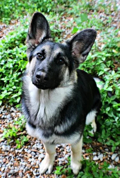 A baby large-sized female German Shepherd Dog dog named Maya for adoption in Morton Grove, IL